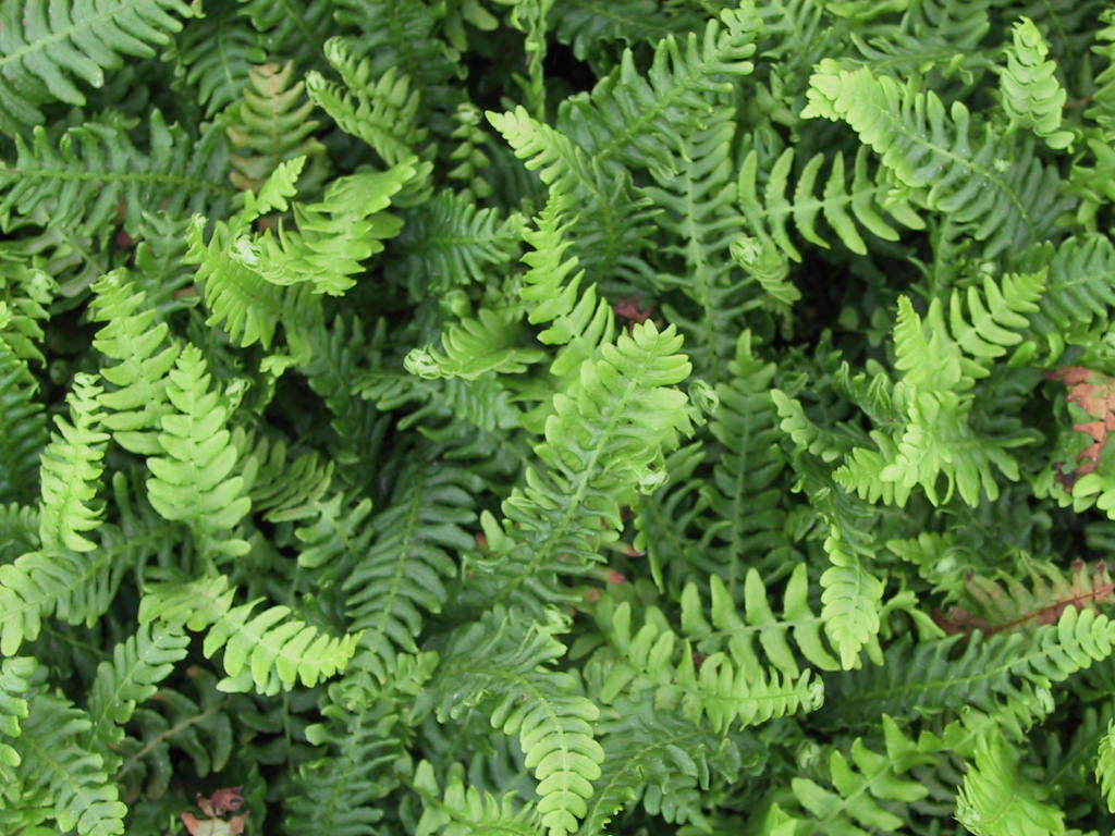 Polypodium vulgare 03 - junge Pflanzen.jpg